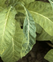 Cette jeune feuille mosaïquée, est plus petite et plus étroite que les feuilles voisines moins affectées. <b>Virus de la mosaïque du tabac </b>(<i>Tobacco mosaic virus</i>, TMV)
