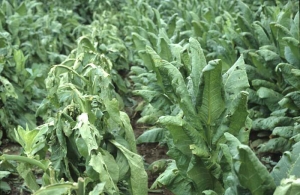 La variété de tabac à port dressé (à droite) est beaucoup moins affectée que le génotype disposant de feuilles plus étalées (à gauche). <b>Dégâts de grêle</b>
