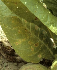 Plusieurs taches brunâtres, irrégulièrement arrondies, sont apparues sur les feuilles basses. <b><i>Phoma exigua</i> var. <i>exigua</i></b> (<i>Ascochyta nicotianae</i>, ragged leaf spot)
