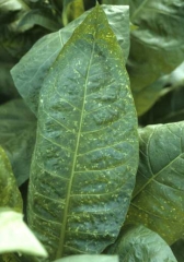 Mosaïque en petites taches jaunes (mosaïque «perlée»). <b>Virus de la mosaïque du concombre</b> (<i>Cucumber mosaic virus</i>, CMV)
