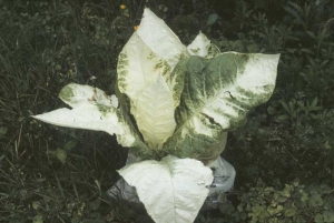 Dans certains cas, toute la plante est affectée et certaines de ses feuilles sont totalement blanches.
<b>Anomalie génétique</b> (Albinisme, "Genetic abnormalities")
