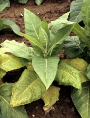 Nombreuses taches chlorotiques et nécrotiques couvrant les feuilles âgées d'un jeune plant de tabac de type Burley ; sur certaines d'entre elles les nervures commencent à se nécroser. <b>Virus Y de la pomme de terre</b> (<i>Potato virus Y</i>, PVY)
