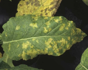 Taches jaunes internervaires sur feuille de tabac de type Virginie. <b><i>Peronospora hyoscyami</i> f.sp. <i>tabacina</i></b> (mildiou du tabac, "downy mildew")
