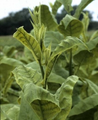 Manifestation tardive de polyphyllie ou "frenching" sur tabac : seules les feuilles de l'apex sont chlorosées. <b>Polyphyllie</b>