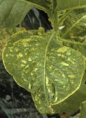 Taches jaunes irrégulières situées entre les nervures ; la feuille est aussi déformée. <b>Dégâts d'herbicides</b> ("herbicide injuries")