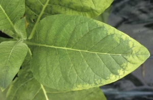 Jaunissement marqué débutant à la périphérie du limbe. <b>Dégâts d'herbicides</b> ("herbicide injuries")