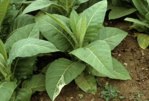 Sur une des feuilles de ce pied de tabac, on observe aisément une plage de tissus dépourvus de pigments chlorophylliens, de couleur blanchâtre. <b>Anomalie génétique</b> (Albinisme, "Genetic abnormalities")
