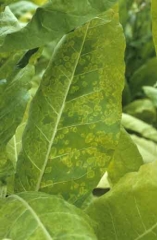 Anneaux chlorotiques, parfois confluants, sur une feuille de tabac de type Burley. <b>Virus Y de la pomme de terre</b> (<i>Potato virus Y</i>, PVY)
