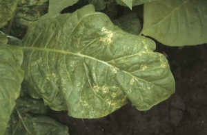 Nombreux petits anneaux irréguliers et nécrotiques, parfois concentriques, sur feuille de tabac de type Virginie ("ring spot"). <b>Virus des taches en anneaux du tabac</b> (<i>Tobacco ring spot virus</i>, TRSV)