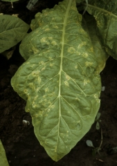 Cette feuille de tabac de type Virginie est parsemée d'anneaux concentriques jaune pâle qui se nécrosent en périphérie. <b>Virus des taches en anneaux du tabac</b> (<i>Tobacco ring spot virus</i>, TRSV)