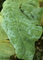 Taches poudreuses blanches ayant conflué sur certaines portions du limbe. <b><i>Golovinomyces cichoracearum</i> var. <i>cichoracearum</i></b> (oïdium, "powdery mildew")
