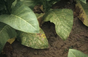 Sur les feuilles basses de ce tabac, on distingue assez bien de nombreuses taches de taille irrégulière, dont certaines semblent constituées de plusieurs anneaux. <b>Taches de pollution</b> ("weather fleck")
