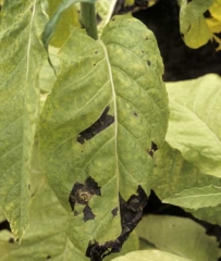 Grandes taches noires, de forme polygonale, délimitées par les nervures. <b><i>Aphelenchoides ritzemabosi</b></i> ("checkered leaf disease")
