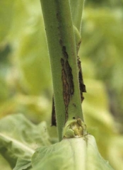 On observe parfois sur la tige des tabacs de type Virginie, des altérations chancreuses longitudinales, de couleur brun sombre, plus claires en leur centre. <b><i>Alternaria alternata</i></b> (brown spot)
