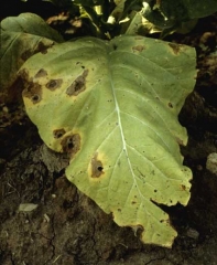 Lorsque les conditions sont particulièrement favorables, les altérations peuvent atteindre plusieurs centimètres de diamètre. <b><i>Thanatephorus cucumeris</b></i> (anam. <i>Rhizoctonia solani</i>, "target spot")