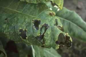 La bactérie infecte surtout les feuilles basses ayant atteint la maturité ; le limbe peut localement se liquéfier et disparaître. <b><i>Pseudomonas cichorii</b></i> (maladie des taches noires du tabac, "black spot disease")
