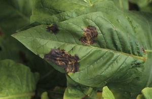 Les taches sont parfois larges et festonnées d'anneaux irréguliers et concentriques correspondant aux différentes phases de développement de la bactérie. <b><i>Pseudomonas cichorii</b></i> ("black spot disease")
