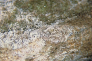 Le développement d'un hyménium blanc grisâtre à la surface des tissus atteints, caractérise la présence du champignon. <b><i>Thanatephorus cucumeris</i></b> ("damping-off")