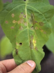 Taches translucides et brunes présentant des anneaux concentriques sur jeune plant de tabac en pépinière. <b><i>Thanatephorus cucumeris</i></b> ("target spot")
