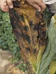 Les attaques tardives au champ de la bactérie sont à l'origine de nombreuses taches noires sur les feuilles en cours de séchage.
<b><i>Pseudomonas cichorii</i></b> ("black spot disease")
