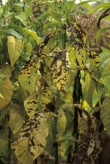 Lorsque les taches sont nombreuses, le limbe jaunit et prend l'apparence d'un damier, à l'origine du nom de la maladie. <b><i>Aphelenchoides ritzemabosi</i></b> ("checkered leaf disease")
