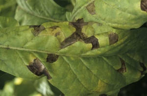 Feuille de tabac de type Virginie montrant des taches plus ou moins évoluées : jaunâtres à vert clair dans un premier temps, brunes à noires une fois nécrosées, toujours délimitées par les nervures. <i><b>Aphelenchoides ritzemabosi</i></b> ("checkered leaf disease")
