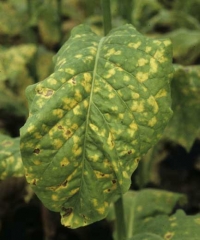 Nombreuses taches jaunes, diffuses sur feuille de tabac. <b><i>Peronospora hyoscyami</i> f.sp. <i>tabacina</i></b> (mildiou du tabac, "downy mildew")
