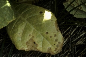 Taches marron clair, arrondies, sur une feuille basse de tabac. <b><i>Phoma exigua</i> var. <i>exigua</i></b> ("ragged leaf spot")
