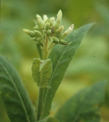 Lesões necróticas também são visíveis no stagio de florecimento. <b><i>Peronospora hyoscyami</i> f.sp. <i>tabacina</i></b> (mofo azul do tabaco, míldio) 