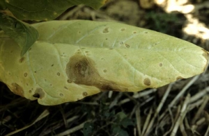 Les tissus altérés sont très fragiles ; ils se décomposent rapidement et tombent. Les feuilles présentent à terme de nombreux trous. <b><i>Phoma exigua</i> var. <i>exigua</i></b> (<i>Ascochyta nicotianae</i>, ragged leaf spot)