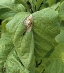 Une large tache beige est en train de s'initier sur une feuille de Virginie à partir d'une corolle pourrie tombée sur celle-ci. <b><i>Botrytis cinerea</b></i> ("dead-blossom leaf spot")
