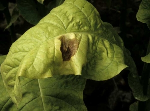 Sur les feuilles matures, on peut observer de larges taches beiges aux tissus papyracés. <b><i>Botrytis cinerea</b></i> (<i>Botrytis</i> leaf spot)
