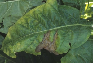 Large tache s'initiant en bordure du limbe et gagnant l'intérieur de la feuille , notamment par l'intermédiaire des nervures. Humides et bruns dans un premier temps, les tissus prennent une teinte plus claire en se nécrosant. <i><b>Botrytis cinerea</i></b> (<i>Botrytis</i> leaf spot)

