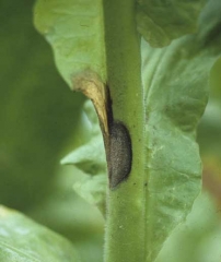 Chancre débutant sur une tige de tabac ; celui-ci est humide, de couleur brun foncé à noire, et recouvert en son centre d'une moisissure grise. <b><i>Botrytis cinerea</i></b> ("Botrytis leaf spot")
