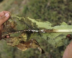 Une pourriture brune et humide a gagné l'ensemble du limbe ; plusieurs sclérotes et un feutrage mycélien blanc sont présents sur la nervure principale. <i><b>Sclerotinia sclerotiorum</i></b> ("Sclerotinia leaf spot")
