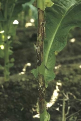 A partir des feuilles pourries et des pétioles, le champignon gagne la tige et entraîne des chancres d'abord humides et brun foncé. Sur ces derniers et dans la tige, on distingue parfois du mycélium blanc et un à plusieurs sclérotes. <i><b>Sclerotinia sclerotiorum</b></i> (<i>Sclerotinia</i> leaf spot)
