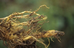 Les racines sont plus ou moins entièrement pourries et montrent une teinte brun rougeâtre. <i><b>Pratylenchus</i> sp.</b> ("lesion nematodes")
