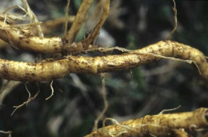 Racines superficiellement liégeuses sur lesquelles un grand nombre de radicelles ont disparu. <i><b>Rhizoctonia solani</i></b>
