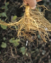 Les attaques surviennent souvent précocement ; ce fut notamment le cas sur ce système racinaire dont la partie la plus ancienne est entièrement pourrie. <i><b>Pratylenchus</i> spp.</b> ("lesion nematodes")
