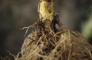 Les racines présentent souvent une pourriture brun  foncée à noire prêtant à confusion avec celle produite par <i>Thielaviopsis basicola</i>. <i><b>Pratylenchus</i> spp.</b> (lesion nematodes)
