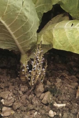 Plusieurs hampes d'orobanche portant des fleurs colorées ont émergé à proximité du "pied" ; elles caractérisent la présence de cette plante parasite sur tabac. <i><b>Orobanche</i> sp.</b>