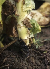Chancre brun foncé à noir, localisé au niveau du sol et ceinturant la tige de ce pied de tabac. <i><b>Thanatephorus cucumeris</b></i> (<i>Rhizoctonia solani</i>, sore shin)