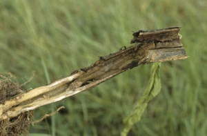 La moelle est aussi affectée, elle s'est totalement liquéfiée et a disparu. <i><b>Pectobacterium</i> sp.</b> (<i>Erwinia</i> sp., hollow stalk)
