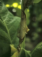 Une large altération est en train de ceinturer une tige de tabac. <b><i>Sclerotinia sclerotiorum</i></b>