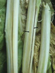 Pour confirmer la présence de ce champignon vasculaire, il convient de contrôler l'état des vaisseaux situés dans la tige. Dans le cas présent, ils ont une teinte brun clair à certains endroits et la tige s'est fendue longitudinalement. <b><i>Verticillium dahliae</i></b>

