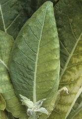 Sur cette feuille, un côté du limbe prend une teinte vert pâle à jaune. <b><i>Fusarium oxysporum </i>f. sp. <i>nicotianae</i></b> ("fusarium wilt")
