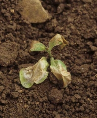 Ce jeune plant donne l'impression d'avoir été ébouillanté, les tissus ont une apparence vitreuse et blanchâtre et se nécrosent progressivement. <b>Dégâts dus au froid</b>
