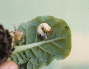 Ver blanc sur une feuille de tabac. <i><b>Melolontha melolontha </b></i>(hanneton)