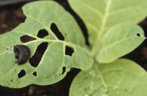 Sur une feuille de ce plant de tabac, on remarque aisément une <b>limace brun sombre </b>et les trous qu'elle a provoqués en consommant le limbe.
