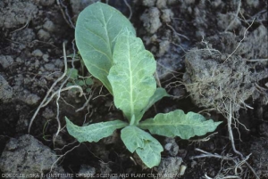 Les nouvelles feuilles de ce jeune plant sont plus étroites, déformées et crispées. <b>Phytotoxicité</b>